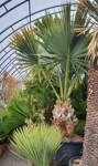 Sabal Minor 250-300cm 350lt