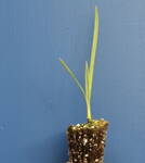 Sabal Minor Cherokee výška 30-40cm