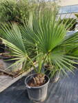 Sabal Palmetto výška 180-200cm
