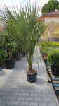 Sabal Uresana výška 180-200cm