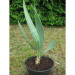 Sabal Uresana výška 30-40cm