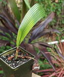 Trachycarpus Fortunei 30-40cm