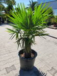 Trachycarpus Fortunei kmeň 30-40cm, 130-160cm výška