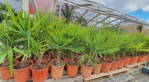 Trachycarpus Fortunei 50-80cm jednokmeň 15Lt.