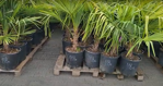 Trachycarpus Fortunei kmeň 30-40cm, 130-160cm výška IT