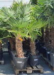 Trachycarpus Fortunei kmeň 40-60cm, 140-180cm výška