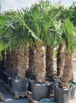 Trachycarpus Fortunei kmeň 100-120cm, 200-250cm výška