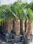 Trachycarpus Fortunei kmeň 70-80cm, 170-220cm výška