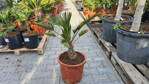 Trachycarpus wagnerianus 60 - 90cm