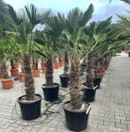 Trachycarpus wagnerianus kmeň 80-100cm výška celkom 180-200cm