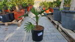 Trachycarpus wagnerianus 50 -75cm