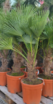 Trachycarpus wagnerianus kmeň 30 - 40cm výška celkom 140-160cm
