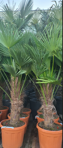 Trachycarpus wagnerianus kmeň 50 - 60cm výška celkom 170-190cm