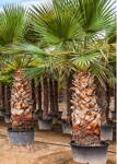 Washingtonia Robusta kmeň 200cm