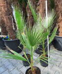 Washingtonia Filifera - výška 70-120cm