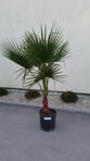 Washingtonia Robusta 120-160cm AKCIA ES -KORONA !!!
