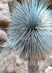 Yucca Rigida - 10ks semien