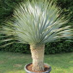 Yucca Rostrata - 10ks semien