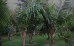 Dypsis bejofo - 10ks semien