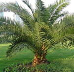Phoenix Canariensis - 10ks semien