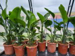 Strelitzia Augusta - strelícia augusta 80-100cm 10L