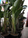 Strelitzia Nicolai - výška 200-250cm C35