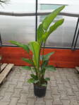 Strelitzia Nicolai  - výška 80-100 cm