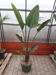 Strelitzia Nicolai - výška 150-180cm 