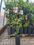 Guava výška 80-120cm
