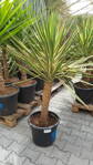 Yucca Aloifolia Marginata 130-150cm 