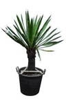Yucca Carnerosana - 10ks semien