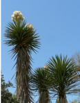 Yucca Decipiens - 10ks semien