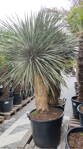 Yucca Elata kmeň 175-200cm 