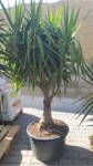 Yucca Elegans Elephantipes 250 cm