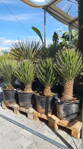 Yucca Filifera 90-100cm