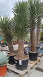 Yucca Filifera 250-300cm, kmeň 175-200cm