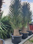 Yucca Filifera - 10ks semien