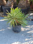 Yucca Gloriosa 80-100cm