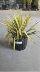 Yucca Golden Sword 50-60cm