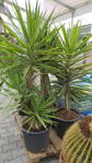 Yucca Jewel Elmila 150-170cm