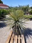 Yucca Rigida  výška 110-130cm