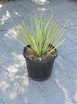 Yucca Rigida  výška 50-60cm