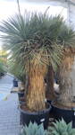 Yucca Rostrata  Hidra AA 200 - 220cm