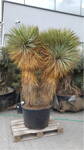 Yucca Rostrata  Hidra EXTRA 230 cm