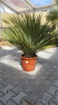Yucca Rostrata  výška 110-120cm