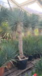 Yucca Rostrata  výška 180cm, kmeň 100 - 120cm