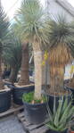 Yucca Rostrata  výška 230 - 250cm, kmeň 120 - 150cm