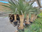 Yucca Rostrata  výška 180 - 210cm, kmeň 60 - 80cm