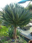 Yucca Treculeana - 10ks semien