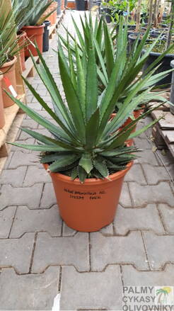 Agave Angustifolia Marginata 70cm